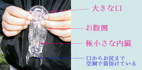 JellyFish