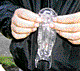Salp_ico